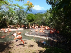 Flamingoes Bermuda Zoo