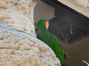 Parrot in zoo