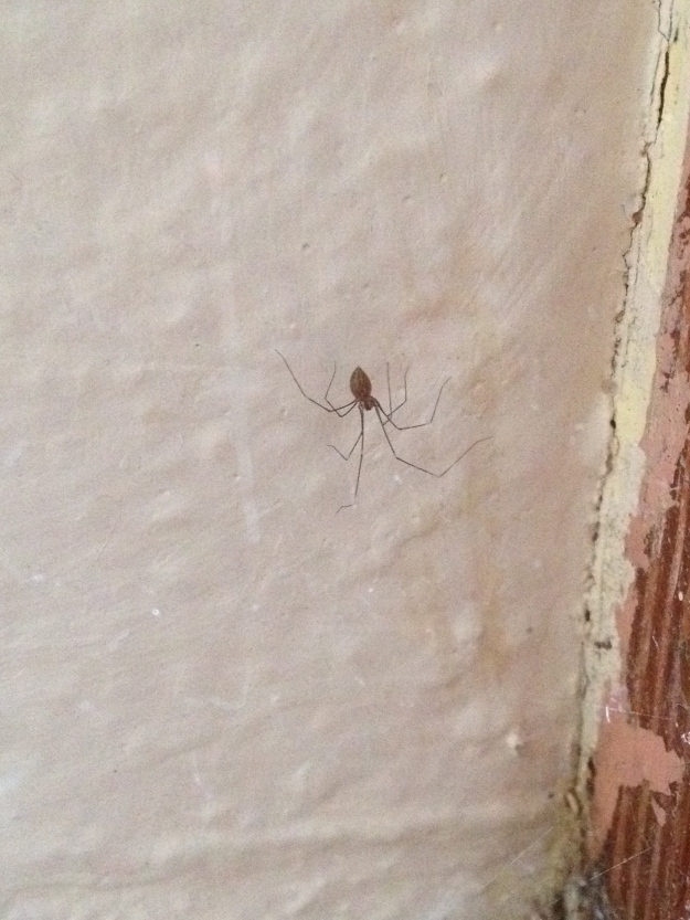 Cellar Spider or Daddy Long Legs Spider    (one of my own) 