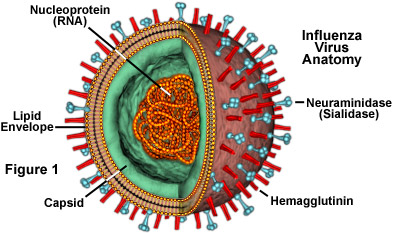 Influenza Virus (image: wikispaces-microbiology 2009)