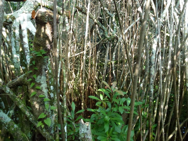 Bermudian Mangrove Swamp