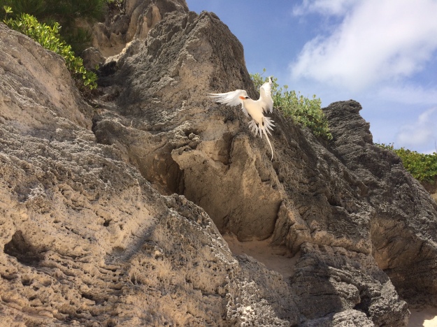 Bermuda Longtail (image:HCL) 